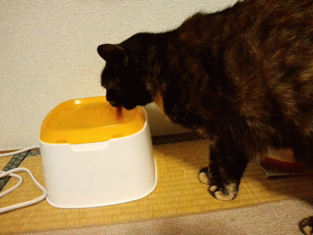 f0091785_2244293.gif