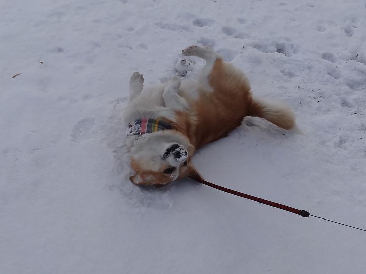 雪の「みちのく杜の湖畔公園」_f0075595_0524473.jpg