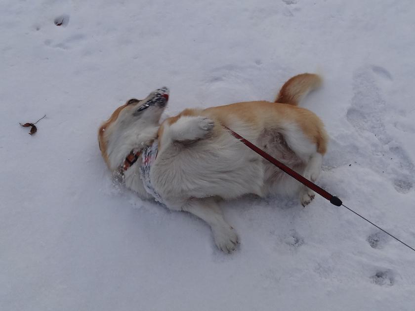 雪の「みちのく杜の湖畔公園」_f0075595_053393.jpg