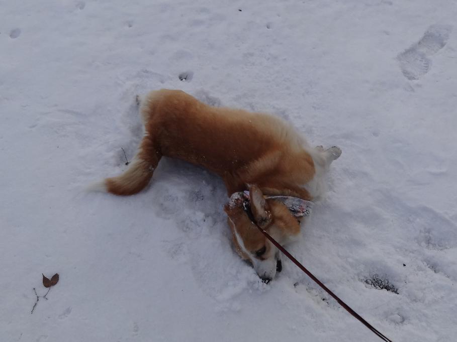 雪の「みちのく杜の湖畔公園」_f0075595_05404.jpg