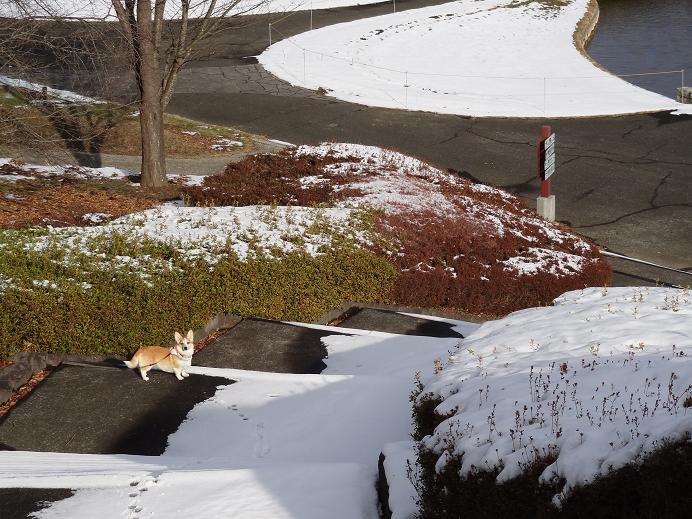 雪の「みちのく杜の湖畔公園」_f0075595_0554411.jpg