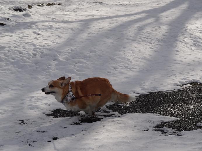 雪の「みちのく杜の湖畔公園」_f0075595_0562139.jpg