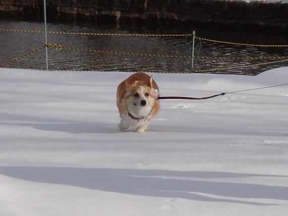 雪の「みちのく杜の湖畔公園」_f0075595_0563981.jpg