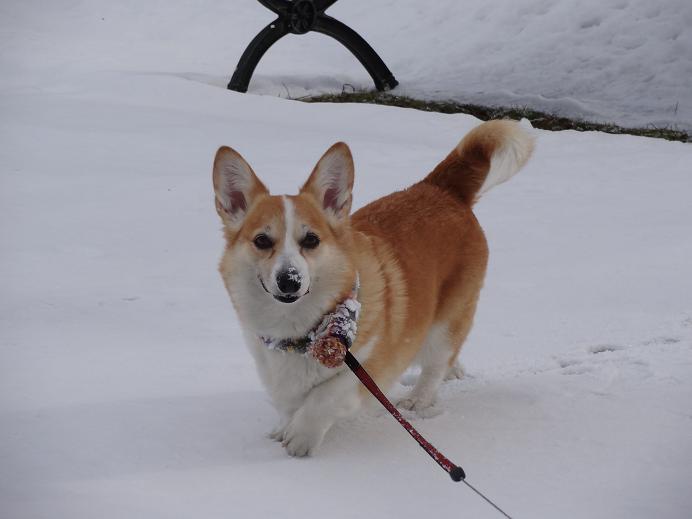 雪の「みちのく杜の湖畔公園」_f0075595_056650.jpg