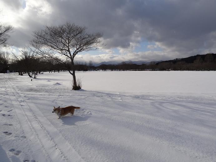 雪の「みちのく杜の湖畔公園」_f0075595_0574579.jpg