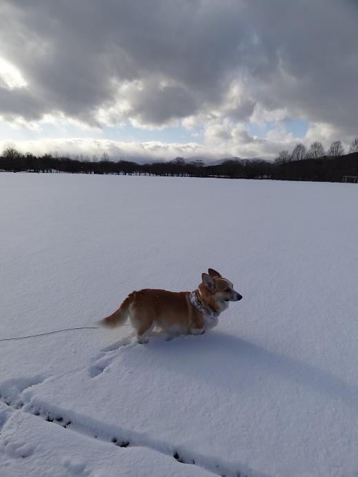 雪の「みちのく杜の湖畔公園」_f0075595_12370.jpg