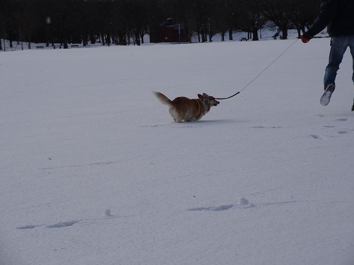 雪の「みちのく杜の湖畔公園」_f0075595_125310.jpg