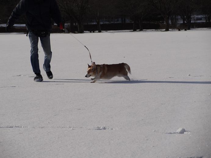 雪の「みちのく杜の湖畔公園」_f0075595_13635.jpg