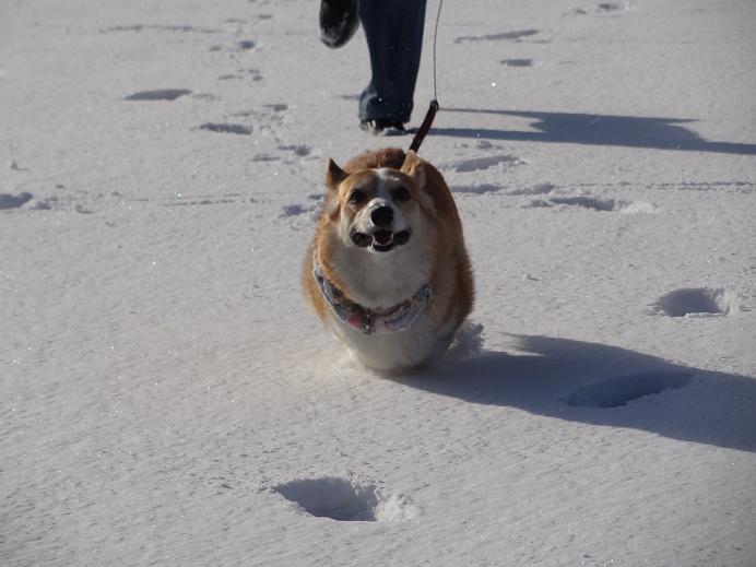 雪の「みちのく杜の湖畔公園」_f0075595_145978.jpg