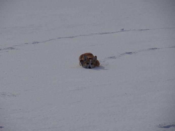 雪の「みちのく杜の湖畔公園」_f0075595_155531.jpg