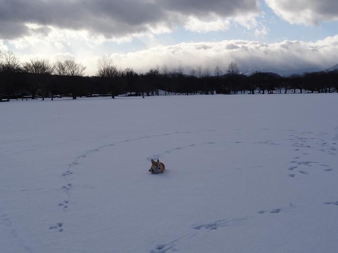 雪の「みちのく杜の湖畔公園」_f0075595_162196.jpg