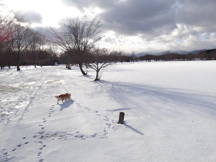 雪の「みちのく杜の湖畔公園」_f0075595_164221.jpg