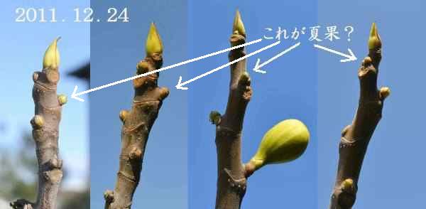 いちじく バナーネ この小粒が 来年の夏果 趣味の 果樹 今年も ぶどう と 新たに 桜桃 に注力