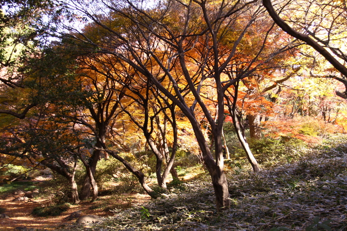 １２月の紅葉写真･･･駒込･六義園  その８_d0248502_19552280.jpg