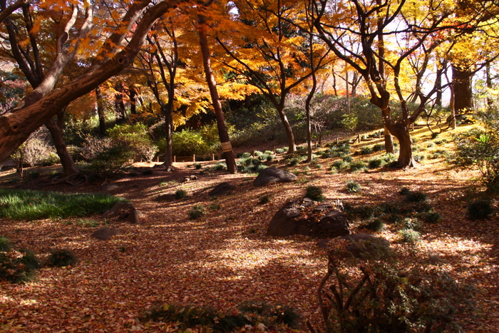 １２月の紅葉写真･･･駒込･六義園  その８_d0248502_195659.jpg