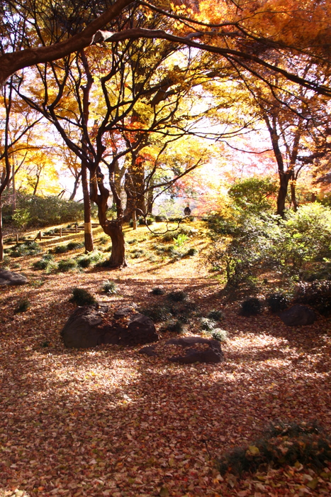 １２月の紅葉写真･･･駒込･六義園  その８_d0248502_19565940.jpg