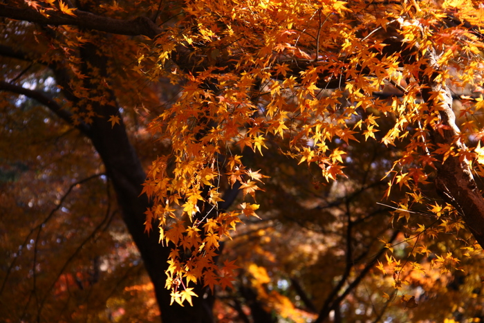 １２月の紅葉写真･･･駒込･六義園  その８_d0248502_19573523.jpg