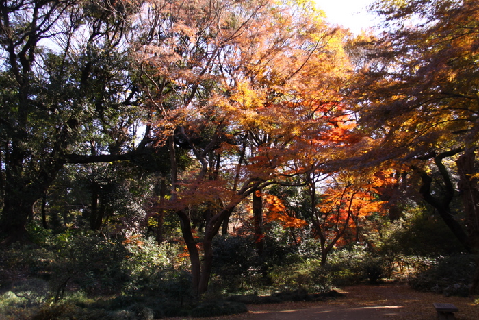 １２月の紅葉写真･･･駒込･六義園  その８_d0248502_1959869.jpg