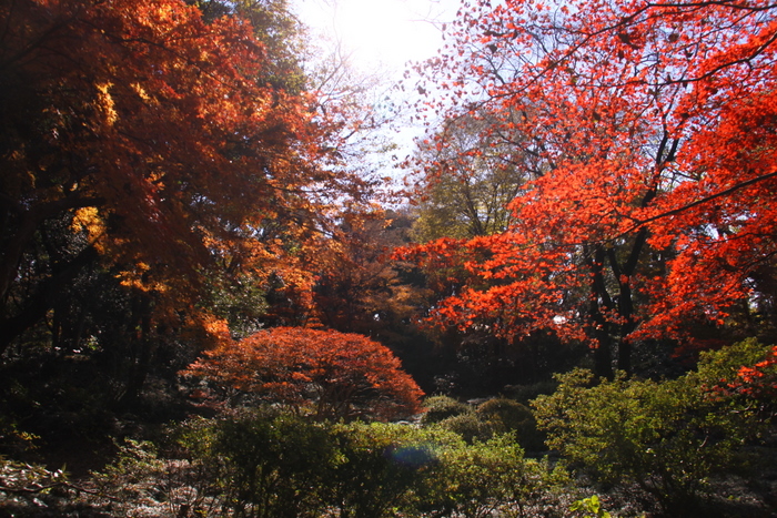 １２月の紅葉写真･･･駒込･六義園  その８_d0248502_2011785.jpg