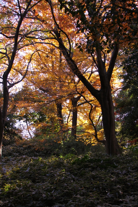 １２月の紅葉写真･･･駒込･六義園  その８_d0248502_2045479.jpg