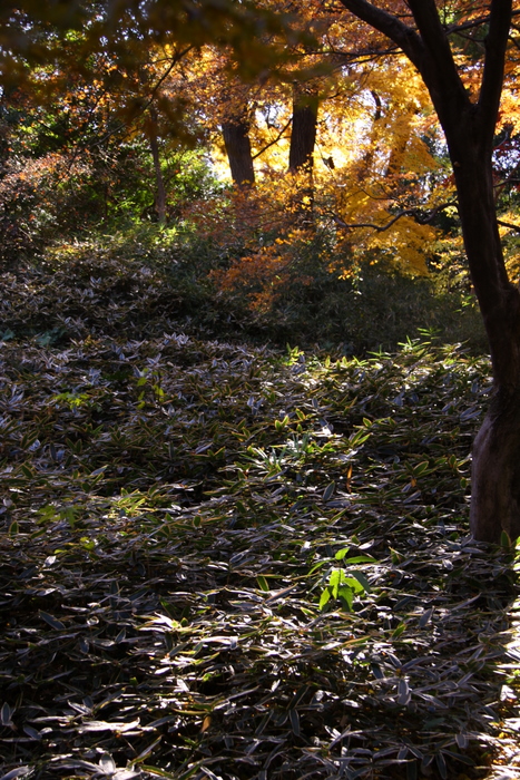 １２月の紅葉写真･･･駒込･六義園  その８_d0248502_206024.jpg