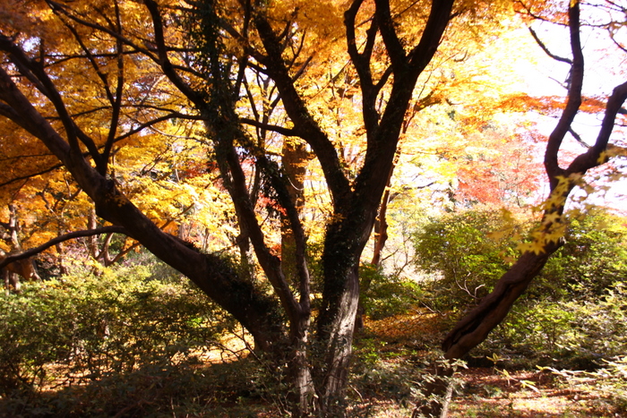 １２月の紅葉写真･･･駒込･六義園  その８_d0248502_2065321.jpg