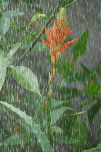 b0052108_1744236.gif
