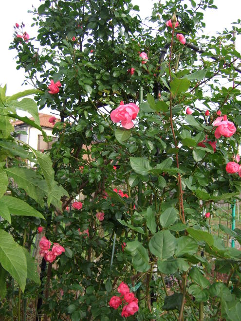 b0107310_1491725.jpg