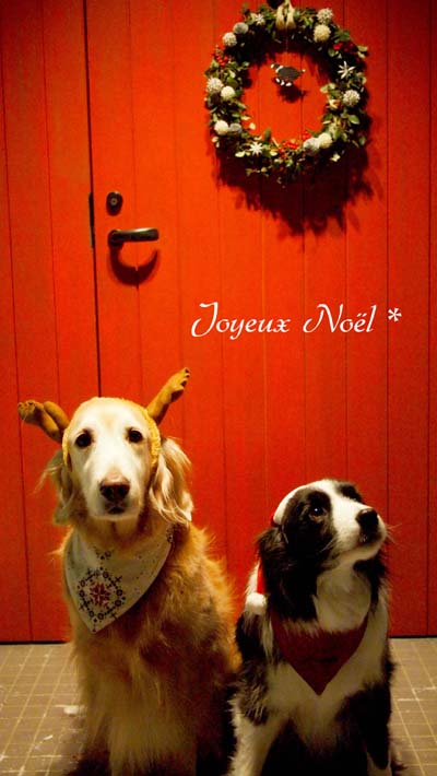 Joyeux Noël　*_f0227228_0532680.jpg