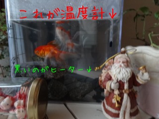 金魚にもサンタ_d0165645_2112045.jpg