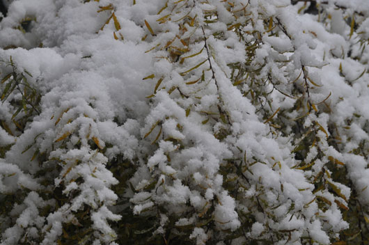 c0093046_9444819.jpg
