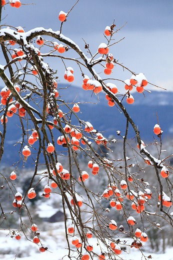 冬の花のよう_c0155950_0441865.jpg