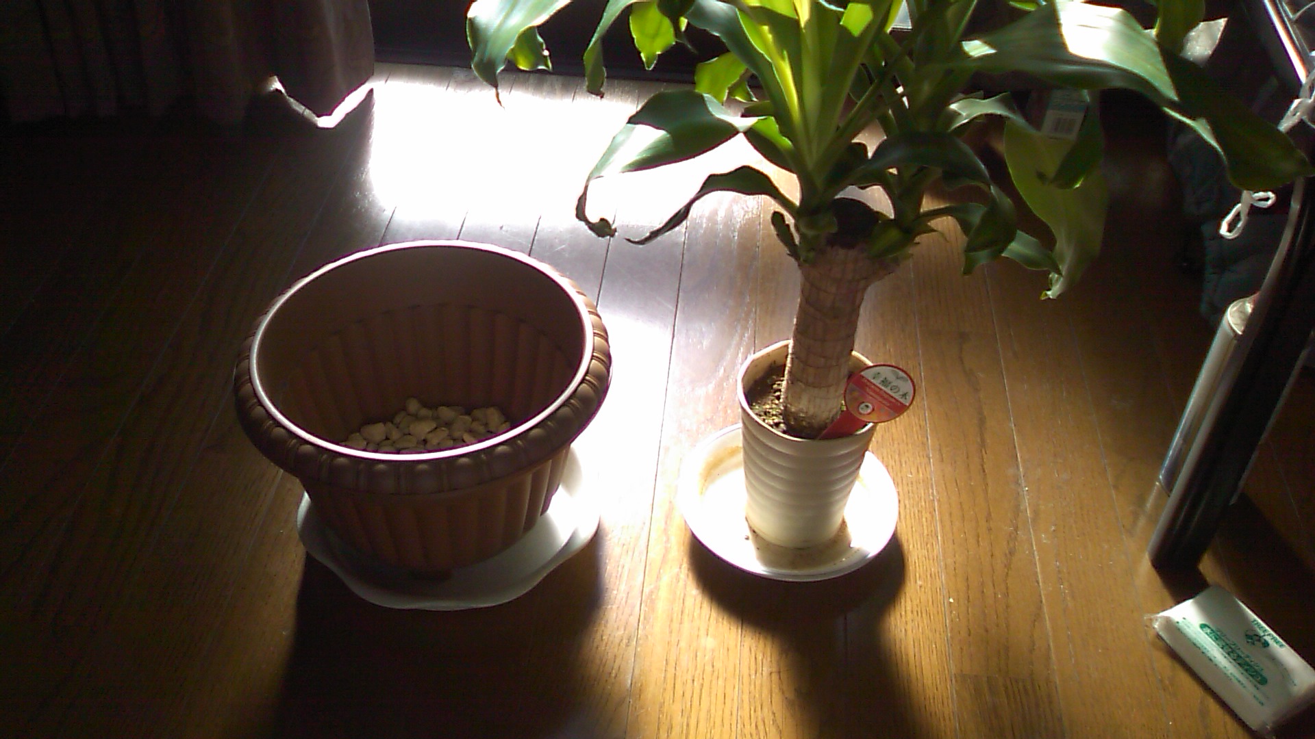 幸福の木 植え替え♪_b0115751_20285792.jpg