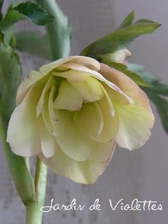 e0118257_16272790.jpg