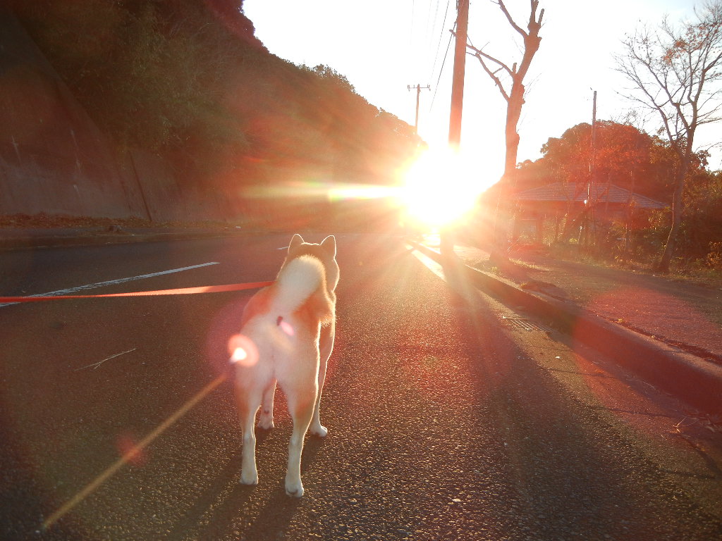 2011年12月25日(日)お正月に向けてGO!_f0060461_14174871.jpg