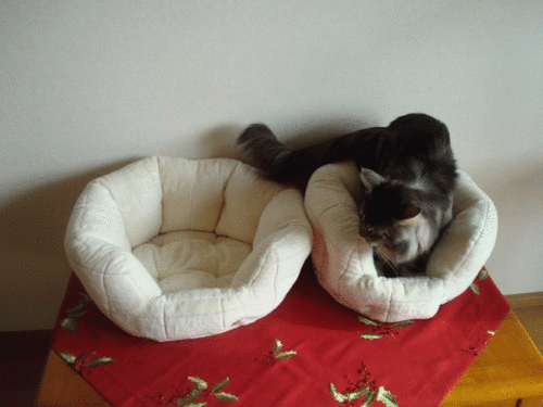 a0135577_93664.gif
