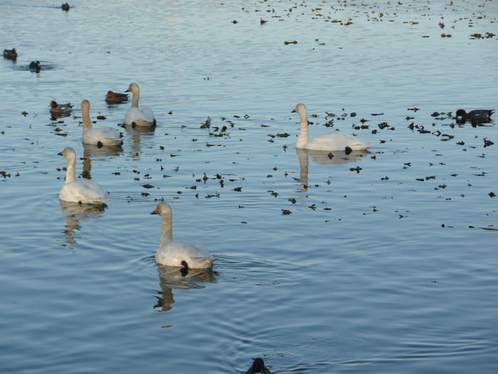 １２月２５日　　年賀状投函　乙戸沼公園白鳥飛来_d0249595_15141579.jpg