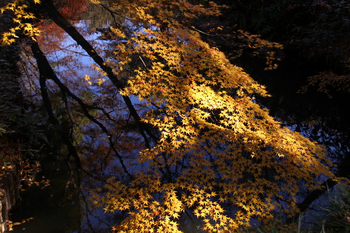 紅葉の水辺_d0248502_20351988.jpg