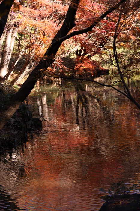 紅葉の水辺_d0248502_2036254.jpg