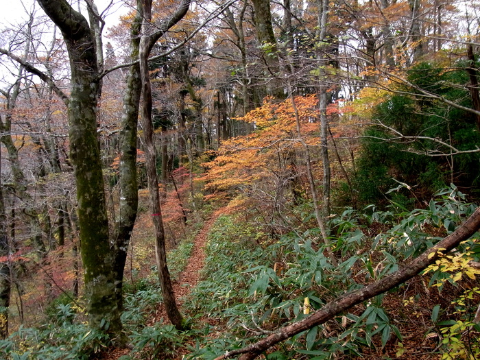 2011年のハイキングから(4)・・・・・寂地山・登山路の眺め_c0197004_23444415.jpg