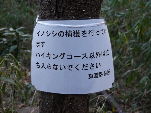 イノシシの捕獲を行っています!_f0223914_16504518.jpg
