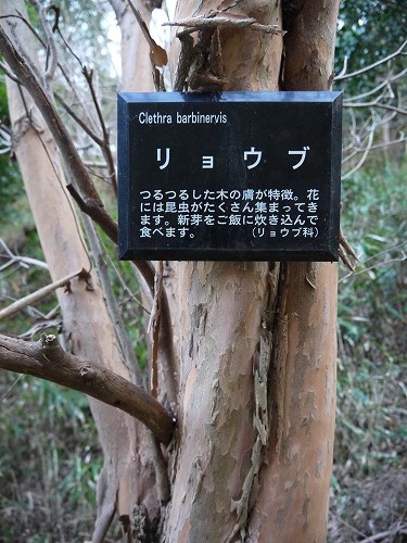 イノシシの捕獲を行っています!_f0223914_16571097.jpg