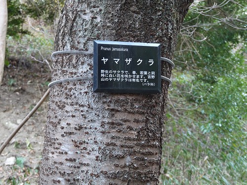 イノシシの捕獲を行っています!_f0223914_1702134.jpg