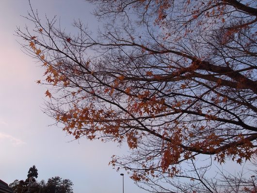 d0178432_825123.jpg