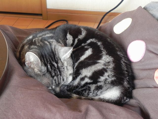 勤勉なねこ_b0182334_1512316.jpg