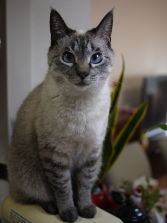 猫のお友だち ちゃるちゃんアサリちゃん編。_a0143140_035376.jpg