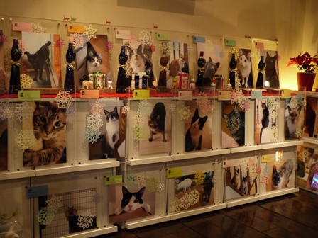 『ゆきねこ写真展』ダイジェスト編。_a0143140_2356872.jpg
