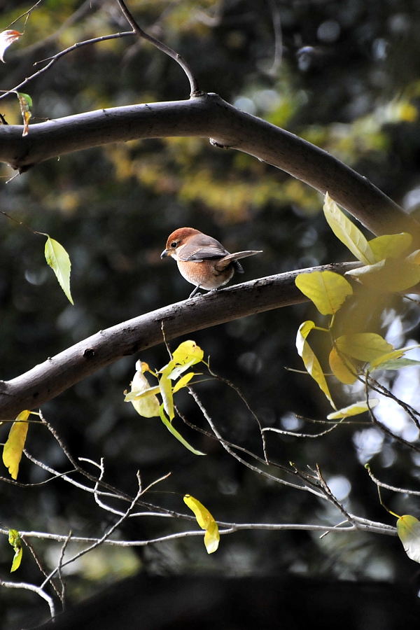 野鳥を探してウロウロ_d0148541_19104662.jpg