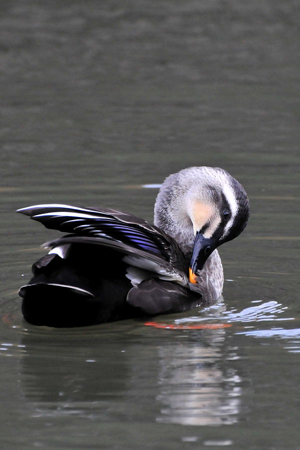 野鳥を探してウロウロ_d0148541_1993762.jpg