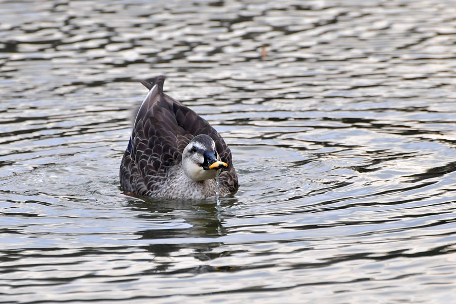 野鳥を探してウロウロ_d0148541_1995100.jpg